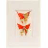 Card Twin Butterfly Flowers Red