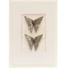 Card Twin Butterfly Paint Drops Grey*